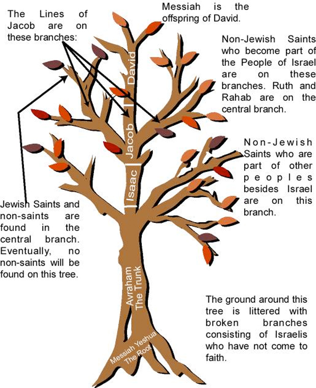 Olive Tree